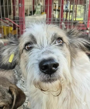 Idefix sucht seine Menschen