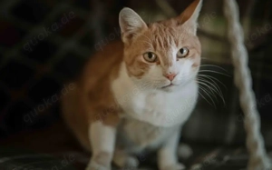 Freundlicher Mikusch wartet auf ein liebevolles Zuhause Bild 5