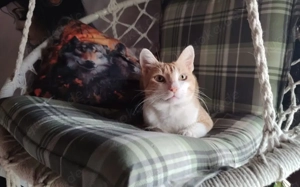 Freundlicher Mikusch wartet auf ein liebevolles Zuhause Bild 4