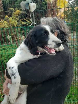 Mila   Fröhliche Junghündin mit großem Herz Bild 7