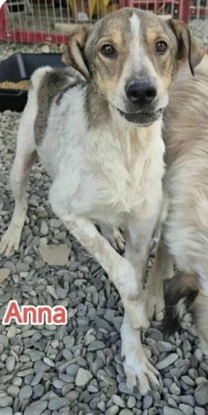 Anna hätte gerne ein Zuhause für immer Bild 2