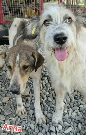 Anna hätte gerne ein Zuhause für immer Bild 3