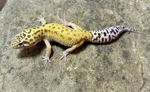 1,0 Leopardgecko Godzilla (Super) Giant Pastel RAPTOR