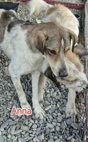 Anna hätte gerne ein Zuhause für immer Bild 6