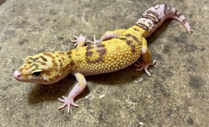 1,0 Leopardgecko Godzilla (Super) Giant Pastel Eclipse Tremper Albino 