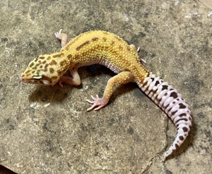 1,2 Leopardgeckos Godzilla (Super) Giant Pastel RAPTOR