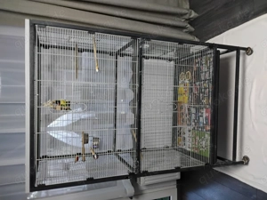 Schwarzkopf papagei mit grose voliere zu verkaufen 