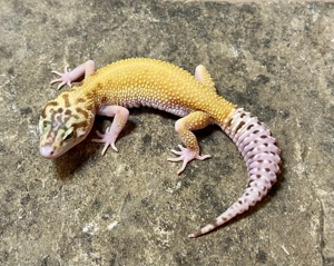 2025 Leopardgeckos Godzilla (Super) Giant Pastel RAPTOR