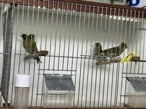 Bartzeisige zu verkaufen