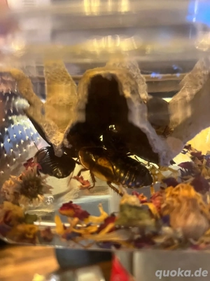 Futtertiere argentinische Waldscharben