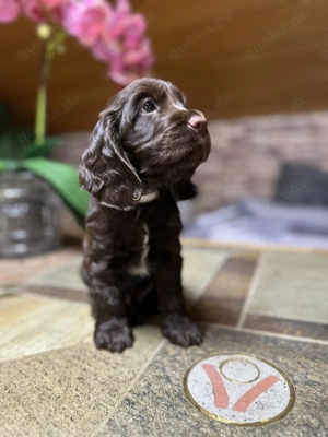 Englischer Cocker Spaniel