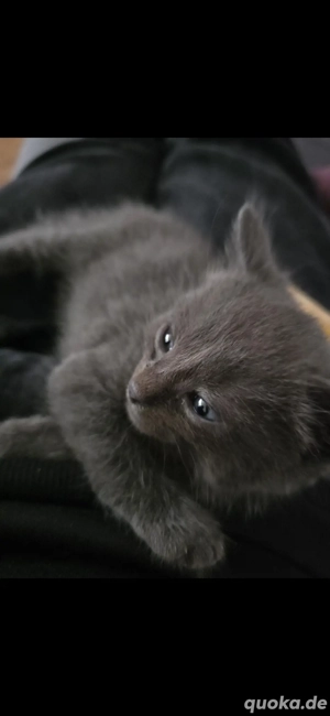 ab sofort halbzwecks britische kurzhaar 