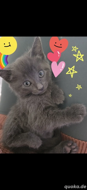 ab sofort 6 süße bkh babys 