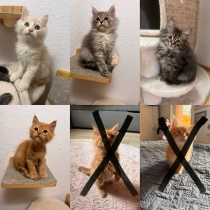 Ab sofort dürfen unsere wundervollen Maine Coon Kitten ausziehen.