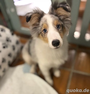 idefix ducht das beste Zuhause