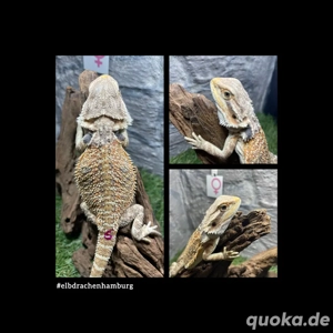 No.6 Citrus Blue Bartagame female (pogona vitticeps) NZ April 2025