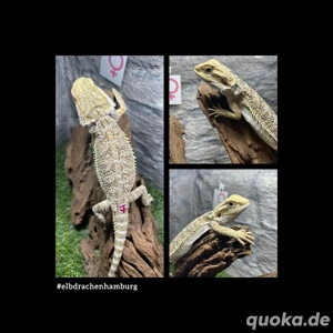 No.7 Citrus Blue Bartagame female (pogona vitticeps) NZ April 2025