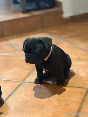 Französchiache Bulloggen