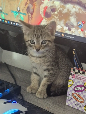 Zwei kleine Kater suchen gemeinsam ihr Für-Immer-Zuhause