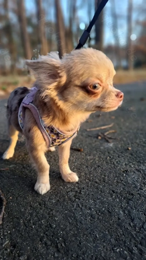 Chihuahua langhaar mit Stammbaum Hündin merle