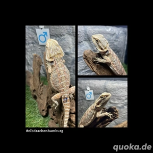 No.8 Citrus Blue Bartagame male (pogona vitticeps) NZ April 2025