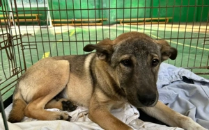 Hundekind Gregor sucht aktive Familie