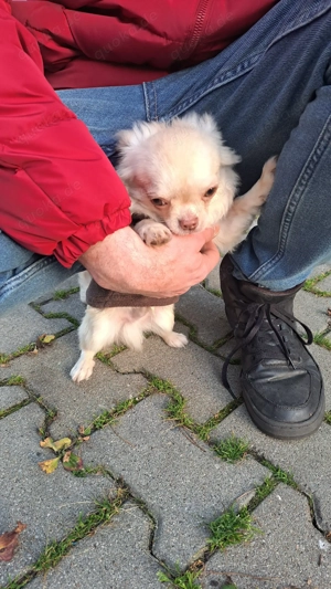 Chihuahua rüde langhaar creme