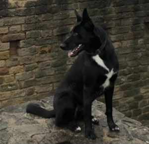 Bordercollie-Schäferhund-Mischling