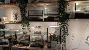 Angebot s. Beschreibung! Verschiedene Vogelspinnen (nur Weibchen)