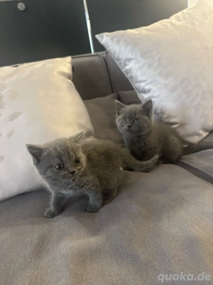 reinrassig BKH Kitten blue graues Mädchen stubenrein Bild 5