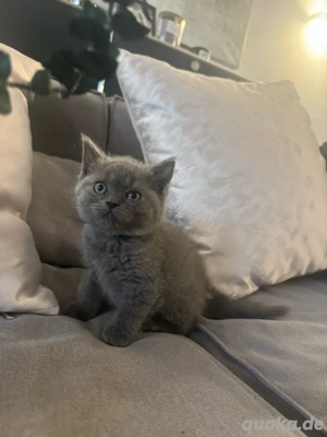 reinrassig BKH Kitten blue graues Mädchen stubenrein Bild 9