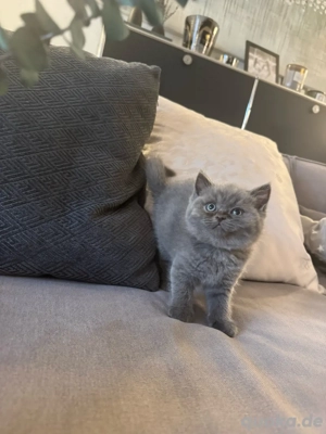 reinrassig BKH Kitten blue graues Mädchen stubenrein Bild 10