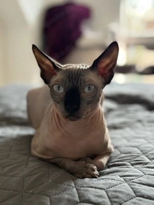 Sphynx-Deckkater   freundlich & gesund
