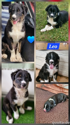 Australian shepherd Border collie Rüde