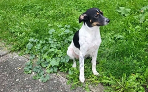 Wirbelwind Smilla sucht ihre Menschen Bild 10