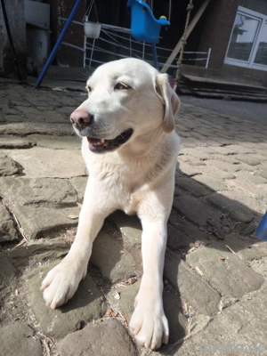 suchen Langhaar Chihuahua     