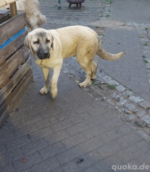 Kangal Mix Welpe 