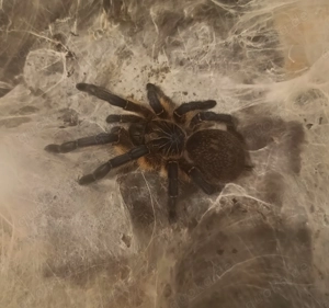 0,1 Harpactica pulchripes