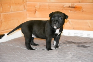 American Bullys xl Hündinnen