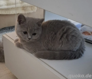 BKH Kitten abholbereit 