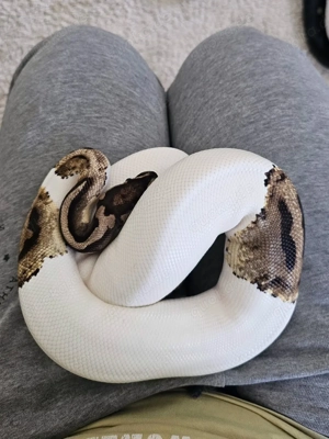 0.1 piebald köpy hamm recklinghausen 