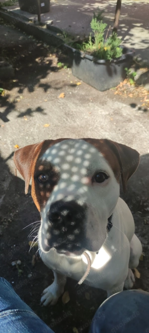 Amerikanische Bulldogge-Dalmatinermix 