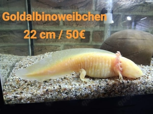 Axolotl direkt vom Züchter. Bd-geprüft. Wasserpflanzen-Begleitfische.Versand Di.-Do. Bild 9