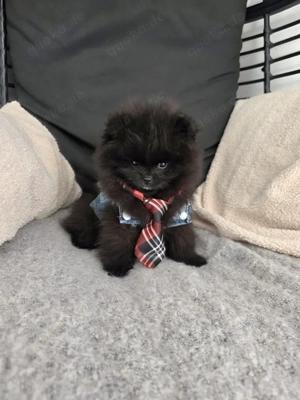  Zwei Spitzwelpen suchen ein liebevolles Zuhause.