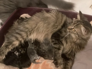 Edel-Mix-Katzenbabies