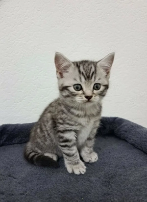 BKH (Britisch Kurzhaar) in Schwarz-Silber-Tiger Kätzchen