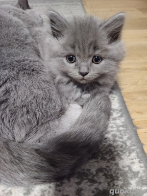 BKH und Russisch Blau 