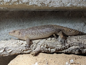 2,0 Egernia stokesii (australischer Stachelschwanzskink)