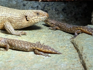 0,0,5 Egernia stokesii (australischer Stachelschwanzskink); eigene NZ 08 2025