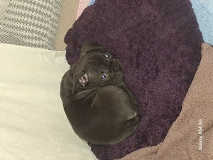 Französische bulldogge  old english bulldog mix  9 Wochen 